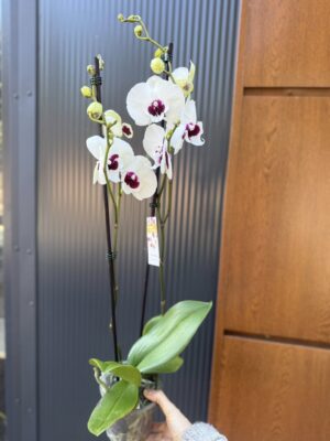 Phalaenopsis Charming Panda big lip | Storczyk