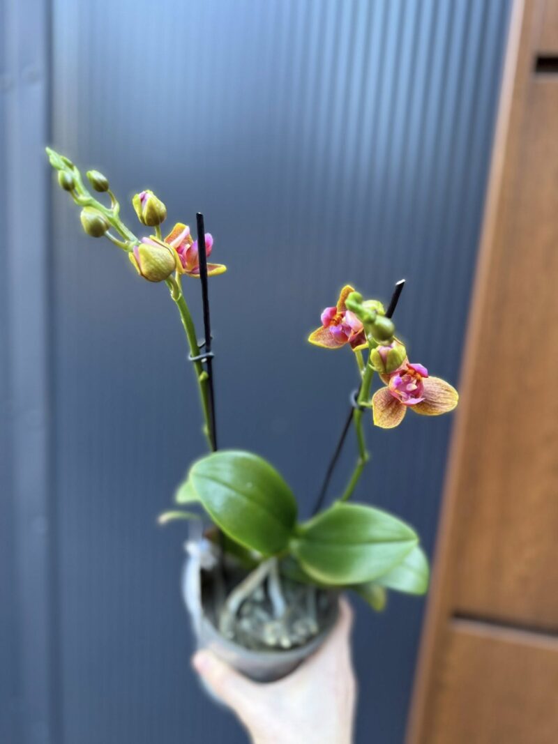 Phalaenopsis Lioulin Orange peloric 3 lips| Storczyk