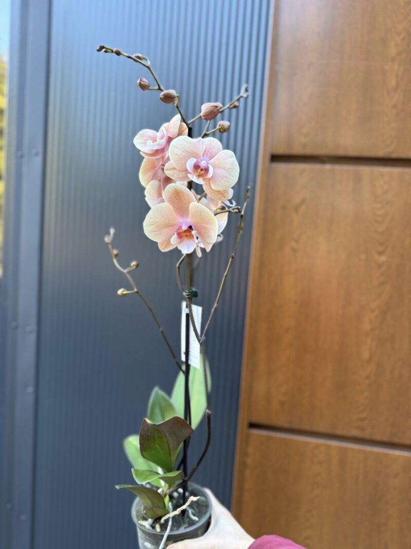 phalaenopsis oxlottery | Storczyk