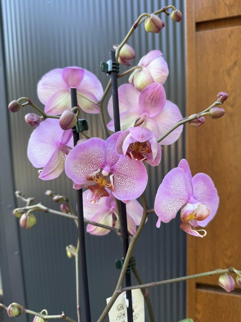 Phalaenopsis Formation | Storczyk
