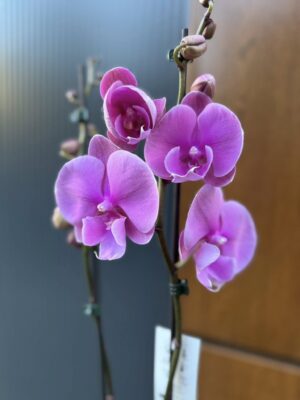 Phalaenopsis Purple big lip | Storczyk