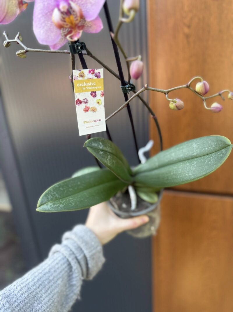 Phalaenopsis Formation | Storczyk