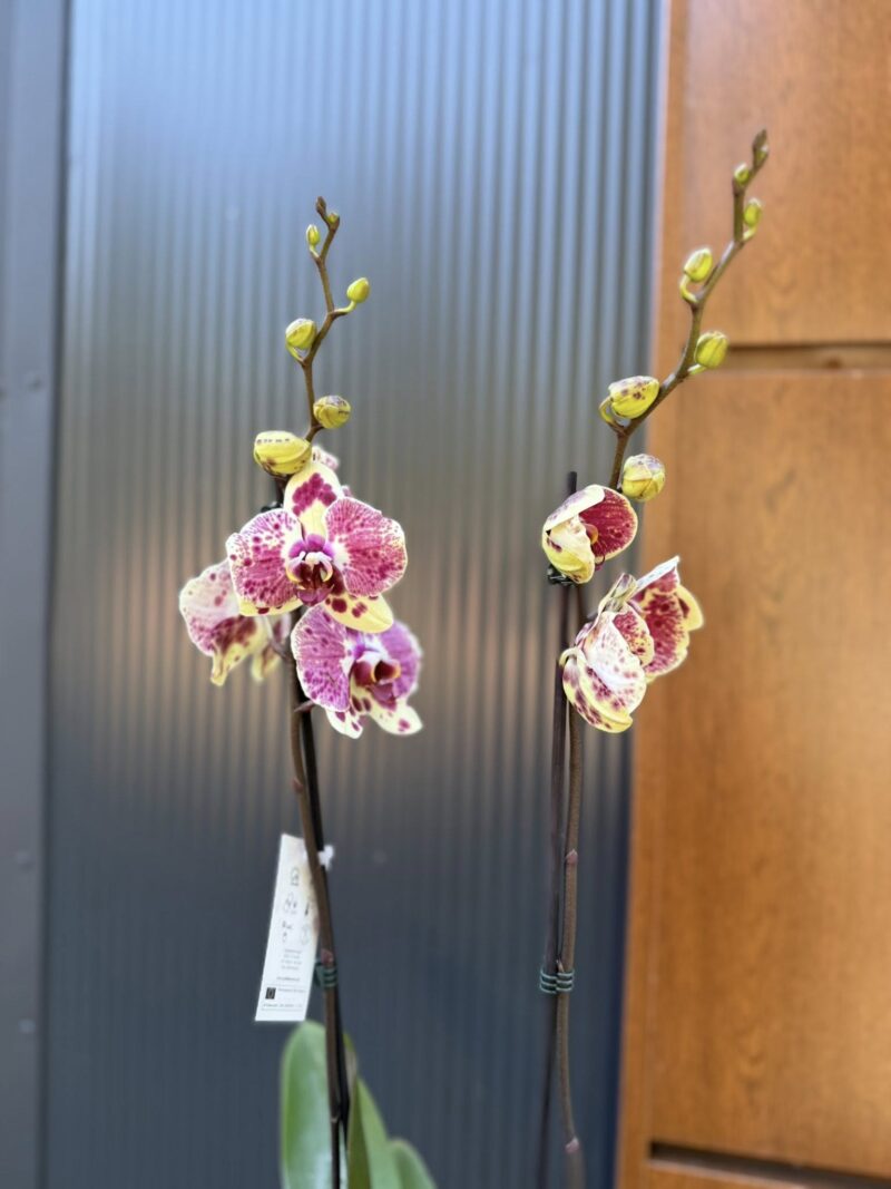 Phalaenopsis Yellow Exotic Punch | Storczyk