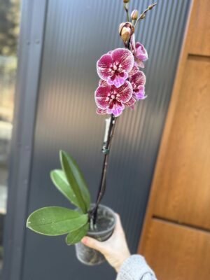Phalaenopsis Miki Black Witch | storczyk