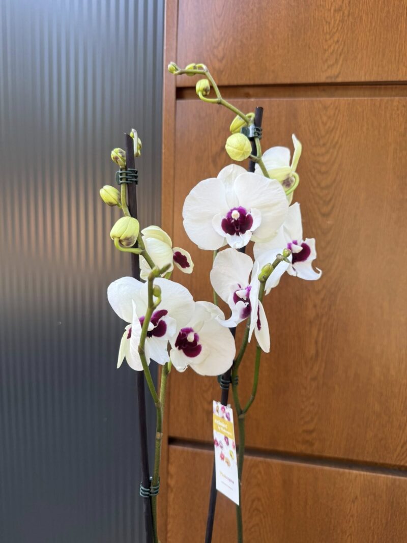 Phalaenopsis Charming Panda big lip | Storczyk