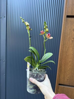 Phalaenopsis Lioulin Orange peloric 3 lips| Storczyk