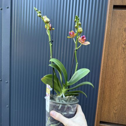 Phalaenopsis Lioulin Orange peloric 3 lips| Storczyk