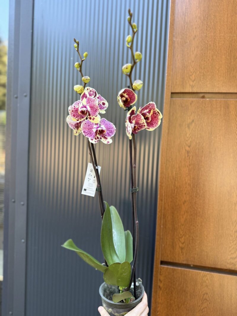 Phalaenopsis Yellow Exotic Punch | Storczyk