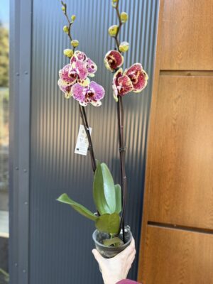 Phalaenopsis Yellow Exotic Punch | Storczyk