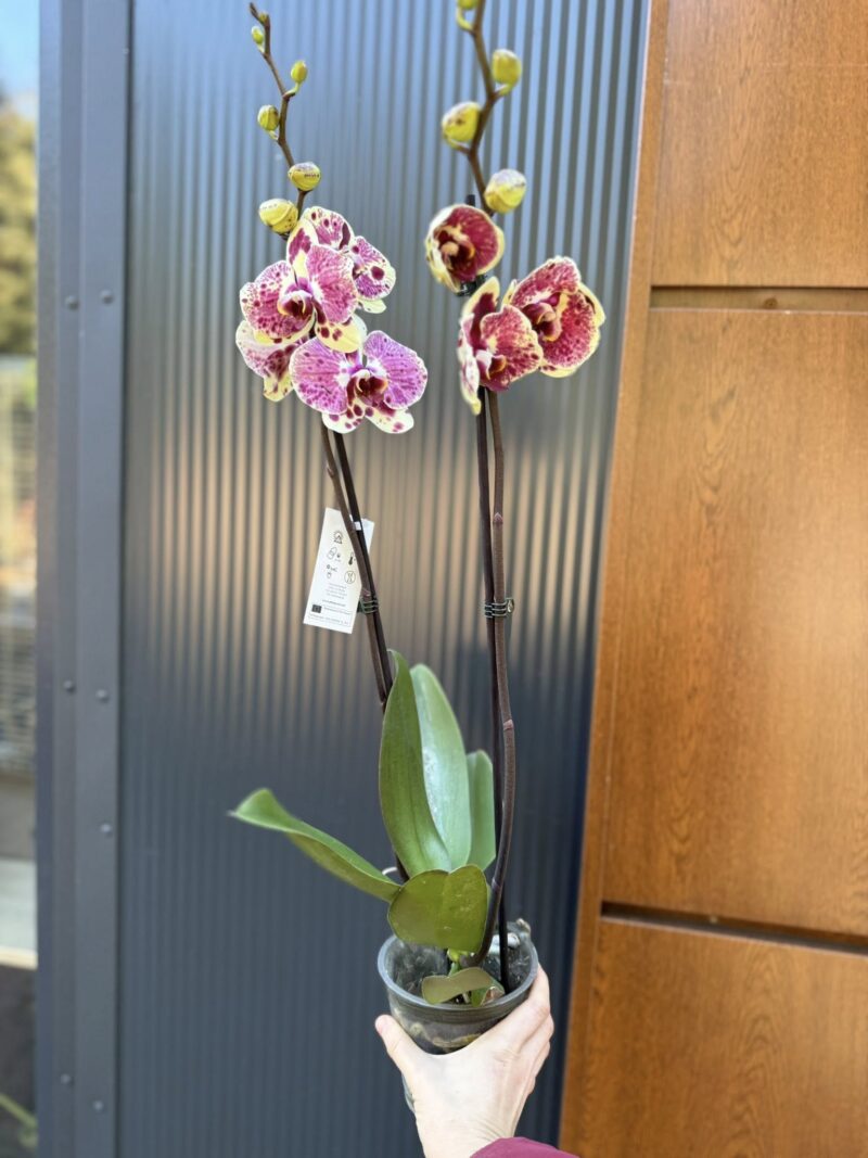 Phalaenopsis Yellow Exotic Punch | Storczyk