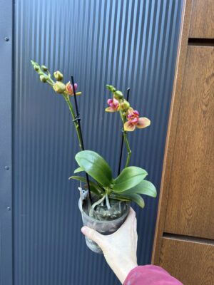 Phalaenopsis Lioulin Orange peloric 3 lips| Storczyk