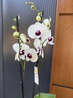 Phalaenopsis Charming Panda big lip | Storczyk