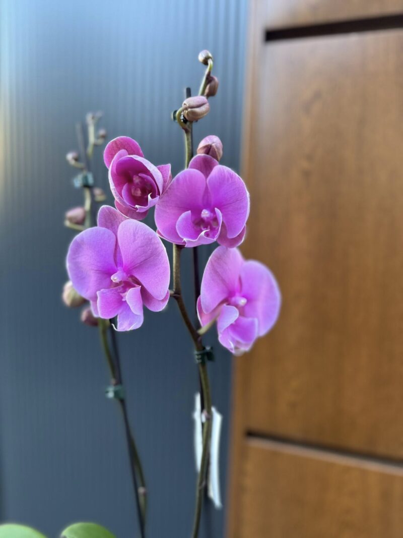 Phalaenopsis Purple big lip | Storczyk