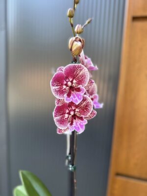 Phalaenopsis Miki Black Witch | storczyk