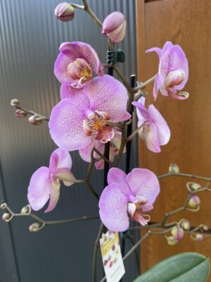 Phalaenopsis Formation | Storczyk
