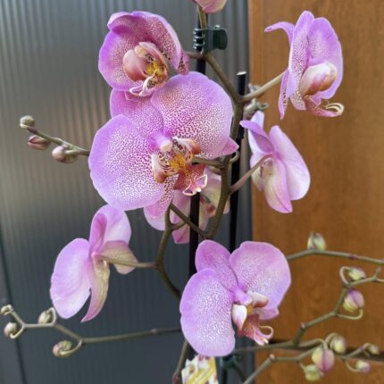 Phalaenopsis Formation | Storczyk