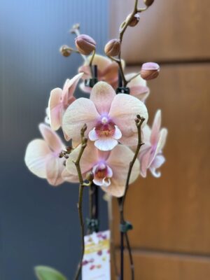 phalaenopsis oxlottery | Storczyk