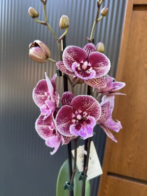 Phalaenopsis Miki Black Witch | storczyk