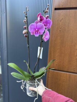 Phalaenopsis Purple big lip | Storczyk