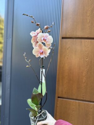 phalaenopsis oxlottery | Storczyk