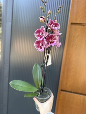 Phalaenopsis Miki Black Witch | storczyk