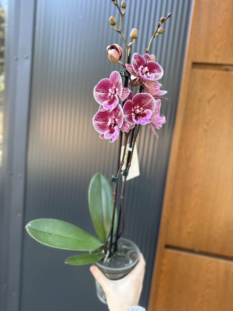 Phalaenopsis Miki Black Witch | storczyk