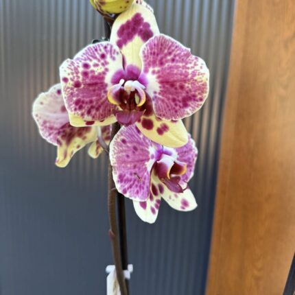 Phalaenopsis Yellow Exotic Punch | Storczyk