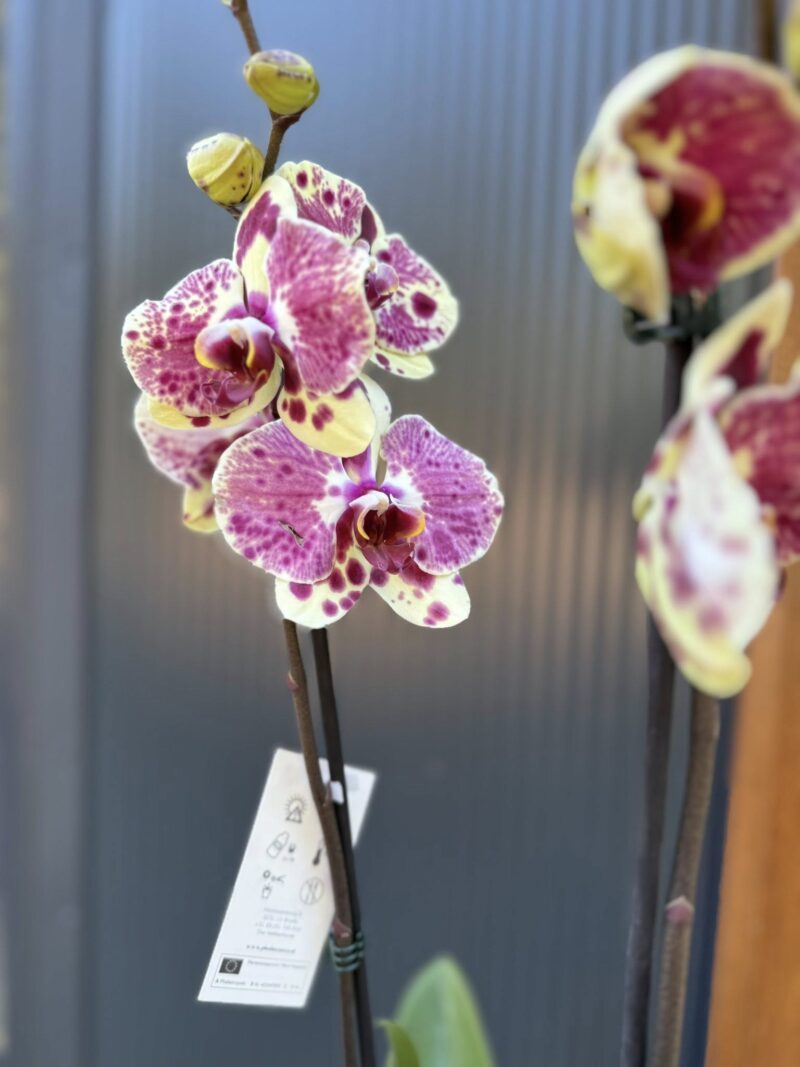 Phalaenopsis Yellow Exotic Punch | Storczyk