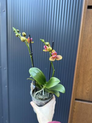 Phalaenopsis Lioulin Orange peloric 3 lips| Storczyk