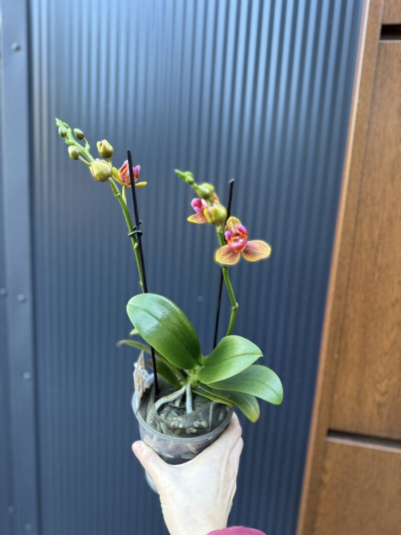 Phalaenopsis Lioulin Orange peloric 3 lips| Storczyk