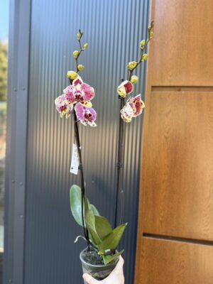 Phalaenopsis Yellow Exotic Punch | Storczyk