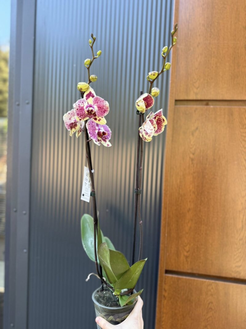 Phalaenopsis Yellow Exotic Punch | Storczyk