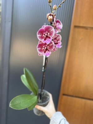 Phalaenopsis Miki Black Witch | storczyk