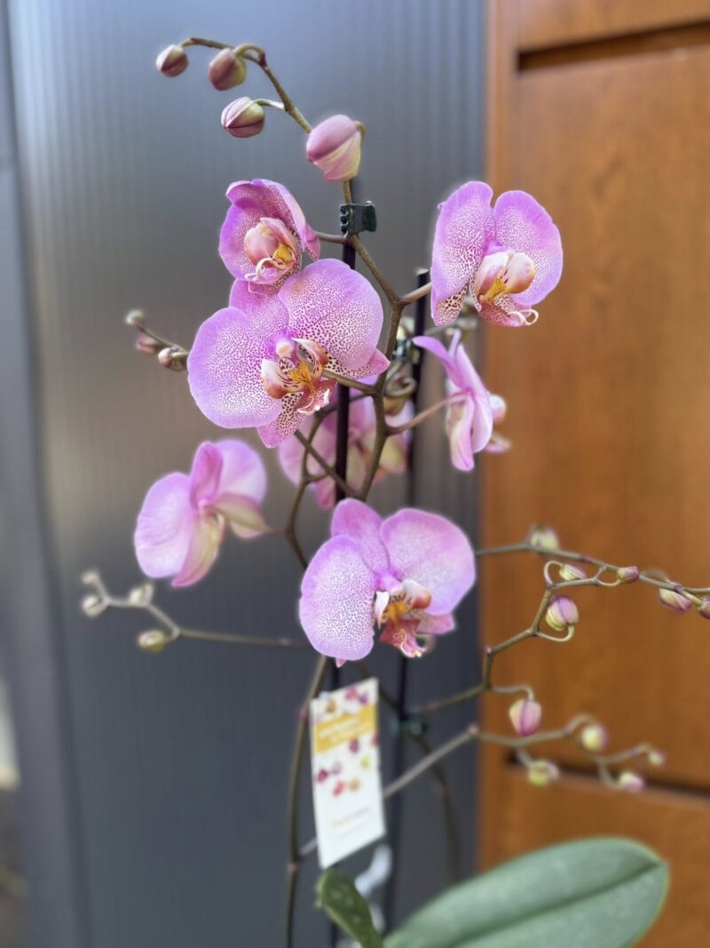 Phalaenopsis Formation | Storczyk