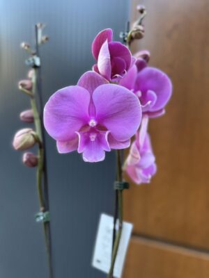 Phalaenopsis Purple big lip | Storczyk
