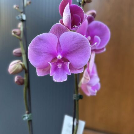 Phalaenopsis Purple big lip | Storczyk