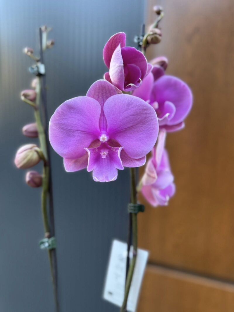 Phalaenopsis Purple big lip | Storczyk
