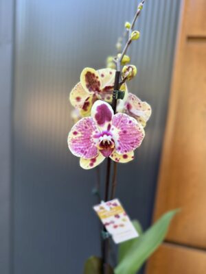 Phalaenopsis Yellow Exotic Punch | Storczyk