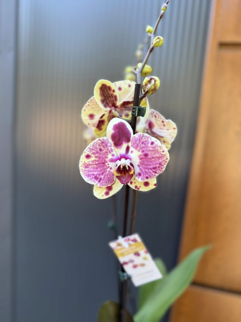 Phalaenopsis Yellow Exotic Punch | Storczyk