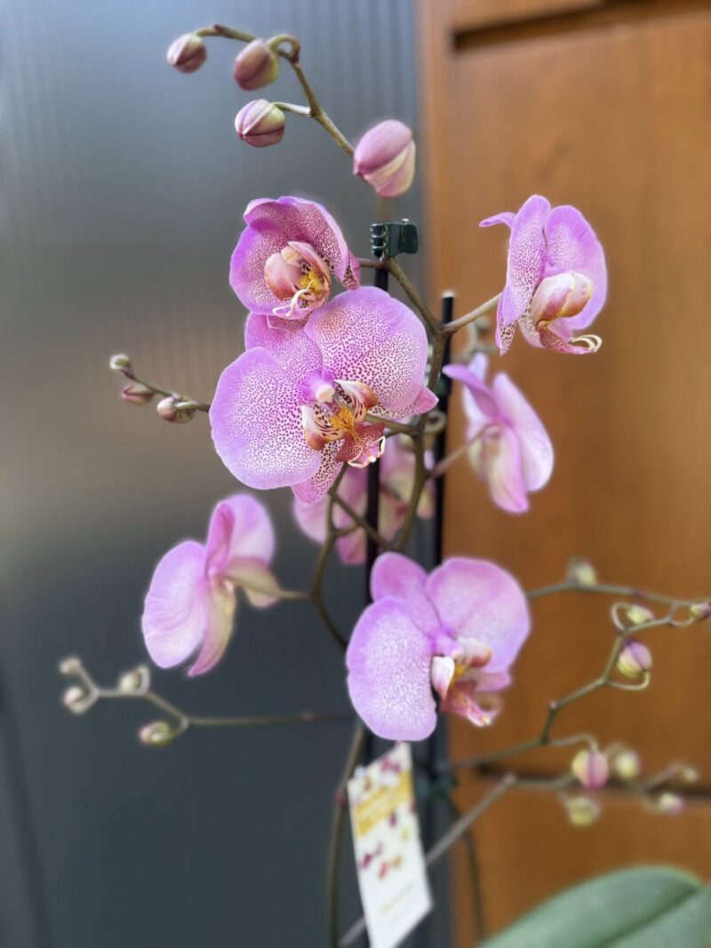 Phalaenopsis Formation | Storczyk