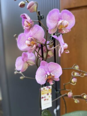 Phalaenopsis Formation | Storczyk