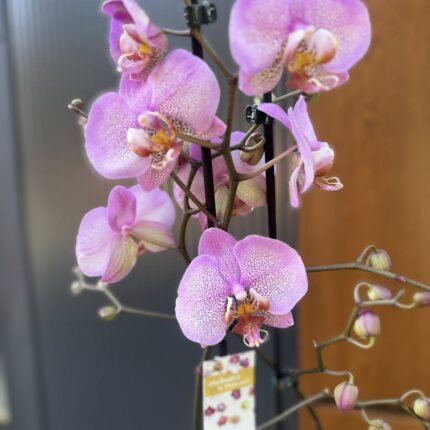 Phalaenopsis Formation | Storczyk