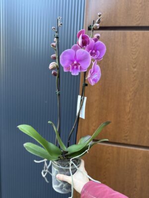 Phalaenopsis Purple big lip | Storczyk