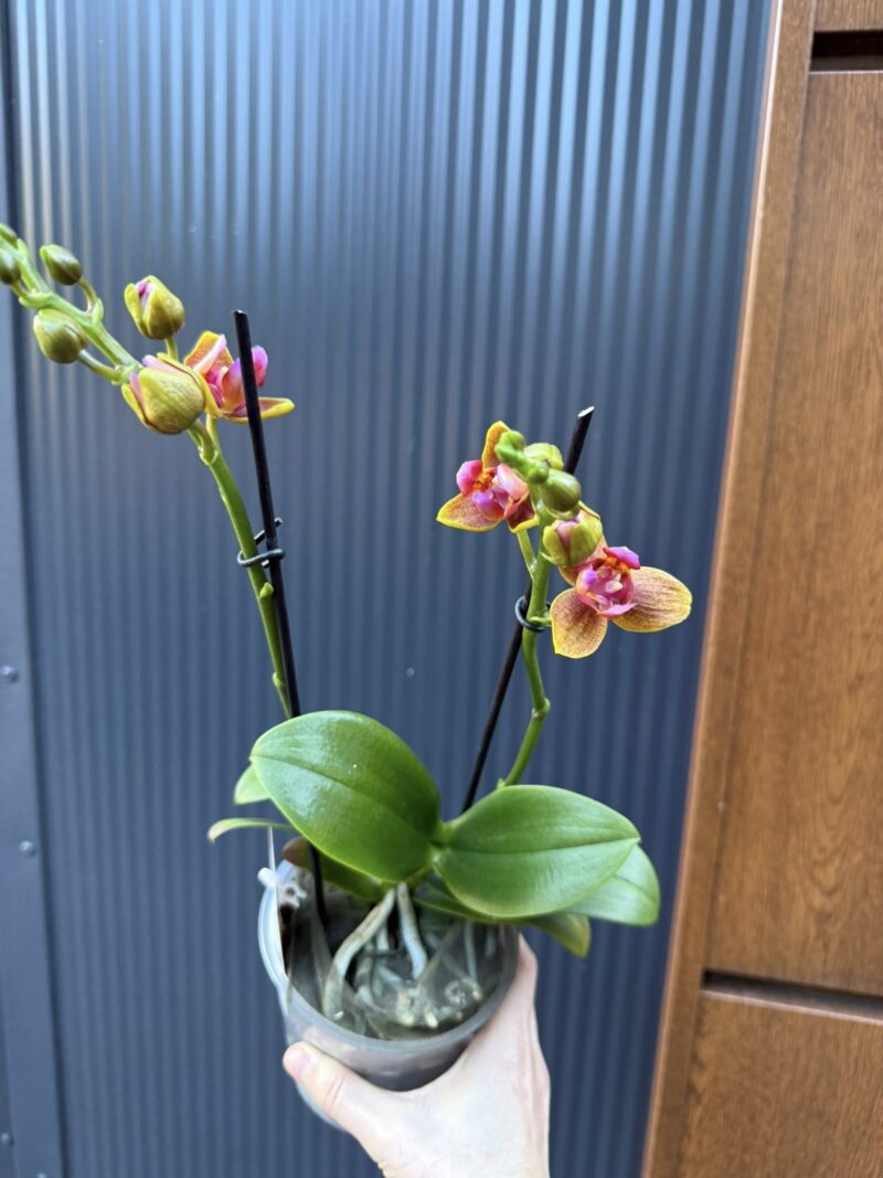 Phalaenopsis Lioulin Orange peloric 3 lips| Storczyk