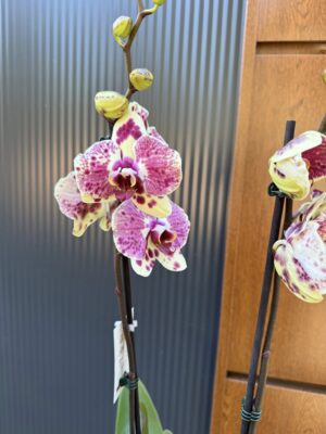Phalaenopsis Yellow Exotic Punch | Storczyk