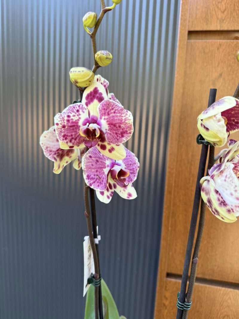 Phalaenopsis Yellow Exotic Punch | Storczyk
