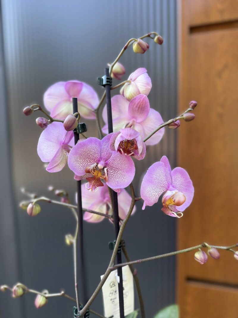 Phalaenopsis Formation | Storczyk