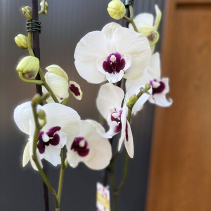Phalaenopsis Charming Panda big lip | Storczyk
