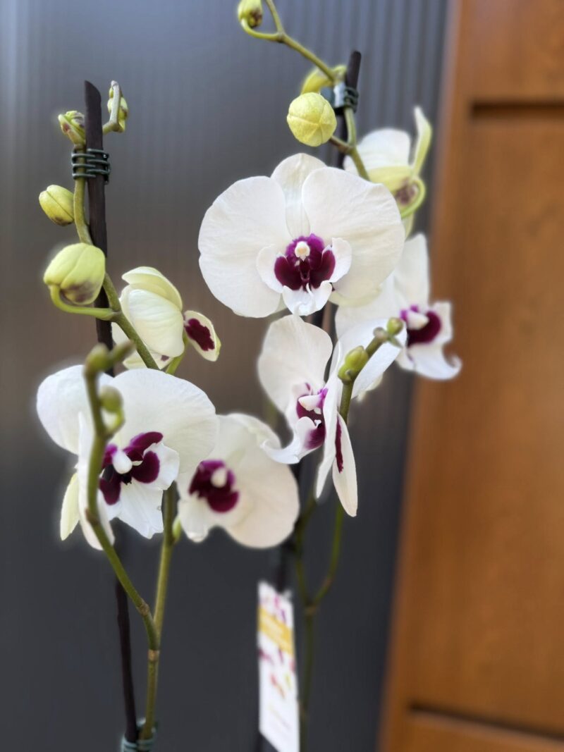Phalaenopsis Charming Panda big lip | Storczyk