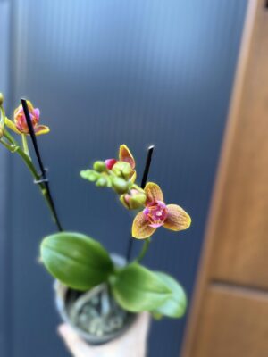 Phalaenopsis Lioulin Orange peloric 3 lips| Storczyk